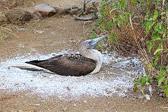 Blue-footed Booby